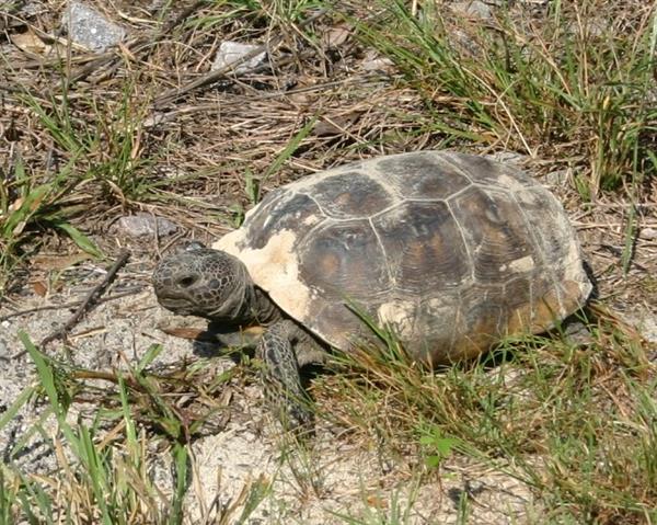 Gopher Tortoise